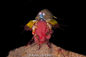 Mantashrimp by Rudy Janssen 